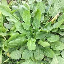 Image result for Rumex