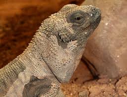 A baby rhino iguana for sale is one of the world's most magnificent iguanas. Rhinoceros Iguana Life Expectancy
