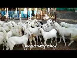 Sojat/ goat farming in hindi/goat breed. Sojat Goat Wholesale Price For Rajasthani Sojat In India