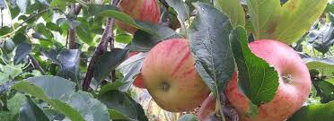 You can't beat real fruit with flavour straight off the tree. Fruit Trees Mangus Fruit Tree