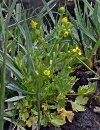 Image result for Ranunculus multifidus