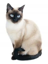 We did not find results for: Mutant Protein In Siamese Cats May Be Involved In Neurodegenerative Disorders Research Outreach