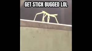 Get Stick Bugged lol - YouTube