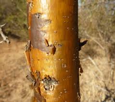 Image result for Acacia exuvialis