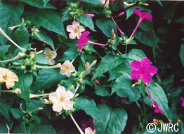 Touching the roots or seeds can sometimes cause skin irritation, which usually lasts just a few minutes seeds and tubers are poisonous if. Common Four O Clock Prairie Four O Clock Marvel Of Peru Invasive Species Of Japan