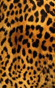 Explore leopard wallpaper phone on wallpapersafari | find more items about black leopard wallpaper, leopard wallpaper, os x snow leopard wallpaper. Leopard Iphone Wallpaper Hd Leopard Print Iphone 800x1280 Wallpaper Teahub Io