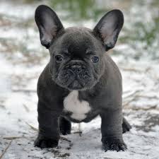 However what sets them apart is their smooth, bluish gray coat which can either be entirely solid or patterned with some white markings on the chest and belly. For Sale Coco Gorgeous Solid Blue Girl E Vanillabulldogs Gmail Com W Http Www Frenchb French Bulldog Breed Blue French Bulldog Puppies French Bulldog Dog