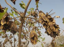 Image result for Terminalia macroptera