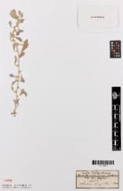 Image result for Aizoon virgatum