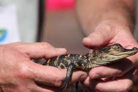 There are alligators in lady bird lake! Alabama Alligators Facts And Cautious Advice Al Com
