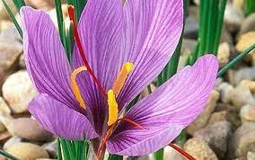 Can I Grow Saffron Bulbs And Harvest My Own Saffron Yes Check It Out Plant Talk Nurserylive Wikipedia