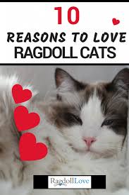 They love being with the owner, they yearn for do not expect each ragdoll cat to have these standard personality traits and features. 10 Ragdoll Cat Characteristics To Make You Fall Head Over Heels In Love