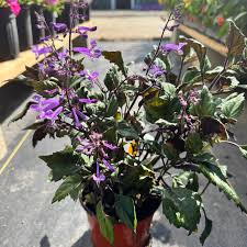 Image result for Monadenium laeve