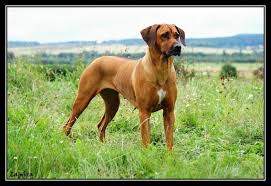 Image result for rhodéský ridgeback