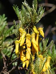 Image result for Sophora velutina