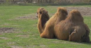 Camels can live for 40 to 50 years. Bactrian Camel Lying Down On A Grass At The Sun Large Animal With Two Humps Even Toed Ungulate Excursion To The Zoo Sunny Day Camels Are Grazing Springtime Video By C Depositphotos My4k3d Com