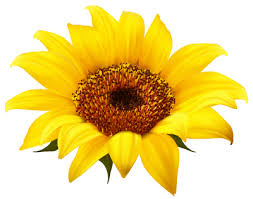 Maybe you would like to learn more about one of these? Download Sunflowers Free Png Transparent Image And Clipart