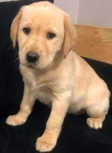 I strive to breed healthy happy sound labradors that possess the true labrador tempernment; Kamloops Labrador Puppies Dogs Puppies For Sale Classifieds At Eclassifieds 4u