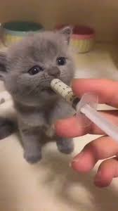 Ama Ben Seni Yerim Ama Ben Seni Yerim Sevimli Kedi Yavrulari Sevimli Kediler Sevimli Hayvan Yavrulari