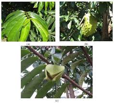 Image result for Annona muricata