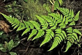 Image result for Rumohra adiantiformis