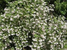 Image result for Kolkwitzia amabilis