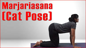 Ashtanga Yoga Marjariasana Cat Pose Its Benefits Youtube