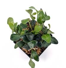 Image result for Elaphoglossum