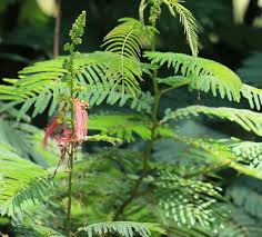 Image result for Steganotaenia hockii