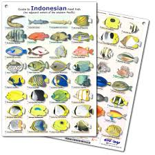 Divelogs Fish Id Cards