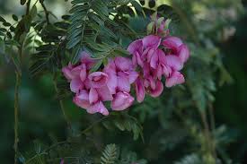 Image result for Virgilia