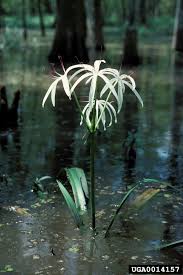 Image result for Crinum rautanenianum
