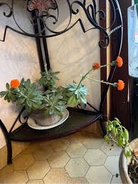 Image result for Kleinia schweinfurthii