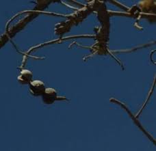 Image result for Monotes engleri