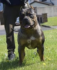 Call 770.510.9175 for pricing american bull xl american bully xl for sale american bully xl price american bully xl puppies for sale american bully xl black american bully xl weight american bully xl size As Xl Bullies Go This 11 Month Old Pup Irish Bully Camp Facebook