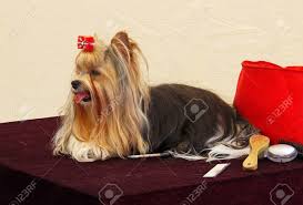 Maybe you would like to learn more about one of these? Black And Tan Yorkshire Terrier Is Lying On The Table Getting Stock Photo Picture And Royalty Free Image Image 145036985