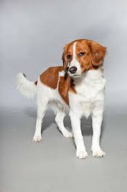 An teichen und bachläufen eingesetzt wurde. Nederlandse Kooikerhondje Entenjagd Durch Schwanzwedeln Mydog365 Magazin