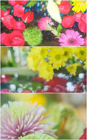 勝林寺花手水2020 7月 花 南天 ダリア 花