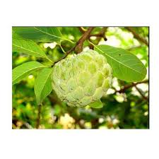 The key to dealing with problems is prompt identiﬁcation, and where appropriate, prompt Custard Apple Fruit Tree Custard Apple Plant Sitafal Tree Sugar Apple Tree à¤¶à¤° à¤« à¤• à¤ª à¤¡ à¤•à¤¸ à¤Ÿà¤° à¤¡ à¤à¤ª à¤ªà¤² à¤Ÿ à¤° In Pochampalli Krishnagiri Akg Nursery Garden Land Schape Id 6744336488