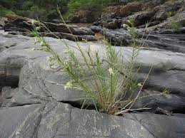 Image result for Kanahia laniflora