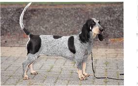 We did not find results for: á… Basset Bleu De Gascogne Rassebeschreibung Mit Video Guter Hund De