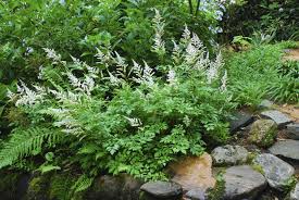 Shrubs serve an important role in landscaping. Laughlin Sun And Shade Matter To Lawn And Landscape Plants
