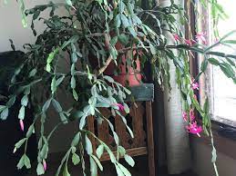 Did you know that the thanksgiving and christmas cacti are not true cacti? How To Grow A Holiday Cactus So It Lives 100 Years Stop Trying Donna Balzer