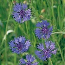 Top Tip Flower Seeds To Sow Now Cornflower Cyclamen Calendula Coleus Pansy Echinacea Eschscholzia Myosotis Pe Flower Seeds Sutton Seeds All Flowers