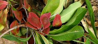 Image result for Markhamia zanzibarica