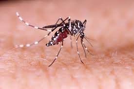 Pencegahan terhadap zika dan demam berdarah. Virus Zika Penyebab Gejala Pengobatan Cara Mencegah Dll