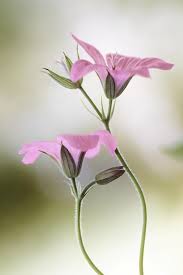 خلفيات ورد ملونة اجمل ألوان ورد في العالم لكل البنات والشباب الرومانسية التي تعشق صور الورود والزهور في جميع أن beautiful flowers flowers photography geraniums