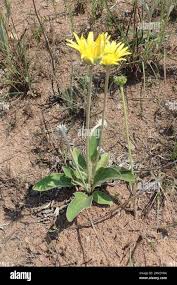 Image result for Haplocarpha