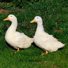 North american hunters placed up to 100 decoys in an area where they intended to hunt in an effort to attract real ducks. Jumbo Pekin Duck Ducklings For Sale Cackle Hatchery
