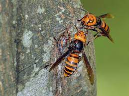Charlotte hornets gear & apparel. What You Need To Know About The Asian Giant Hornet A K A The Murder Hornet Ut Dallas Magazine